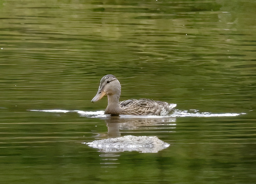iNaturalist observation photo of Mallard