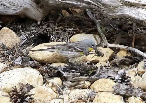 iNaturalist observation photo of Yellow-rumped Warbler