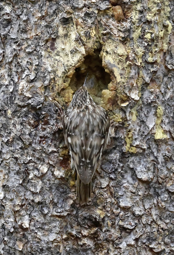iNaturalist observation photo of Brown Creeper