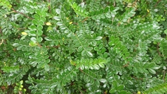 Zanthoxylum beecheyanum