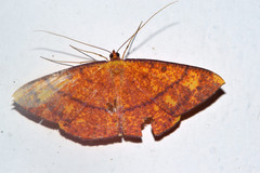Eumelea rosalia