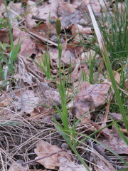 Carex michelii