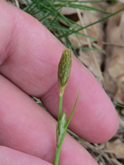 Carex michelii