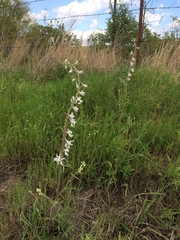 Delphinium carolinianum virescens