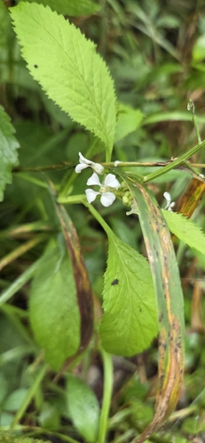 Iodanthus pinnatifidus, 2026-07-22