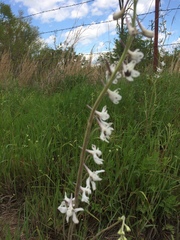 Delphinium carolinianum virescens