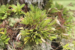 Masdevallia picturata