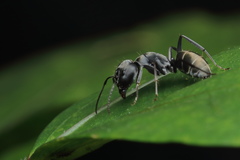 Camponotus