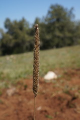 Phleum phleoides