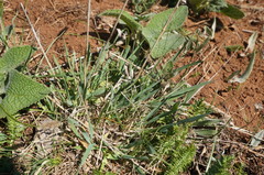 Phleum phleoides