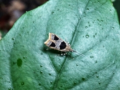 Deltoplastis commatopa