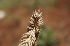 Phleum phleoides