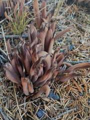 Alloclavaria purpurea