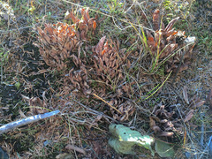 Alloclavaria purpurea