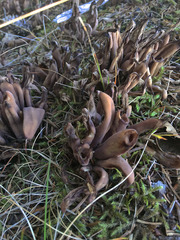 Alloclavaria purpurea