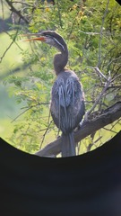 Anhinga melanogaster