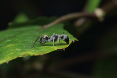 Camponotus