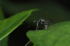 Camponotus