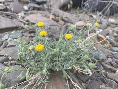 Erigeron aphanactis aphanactis
