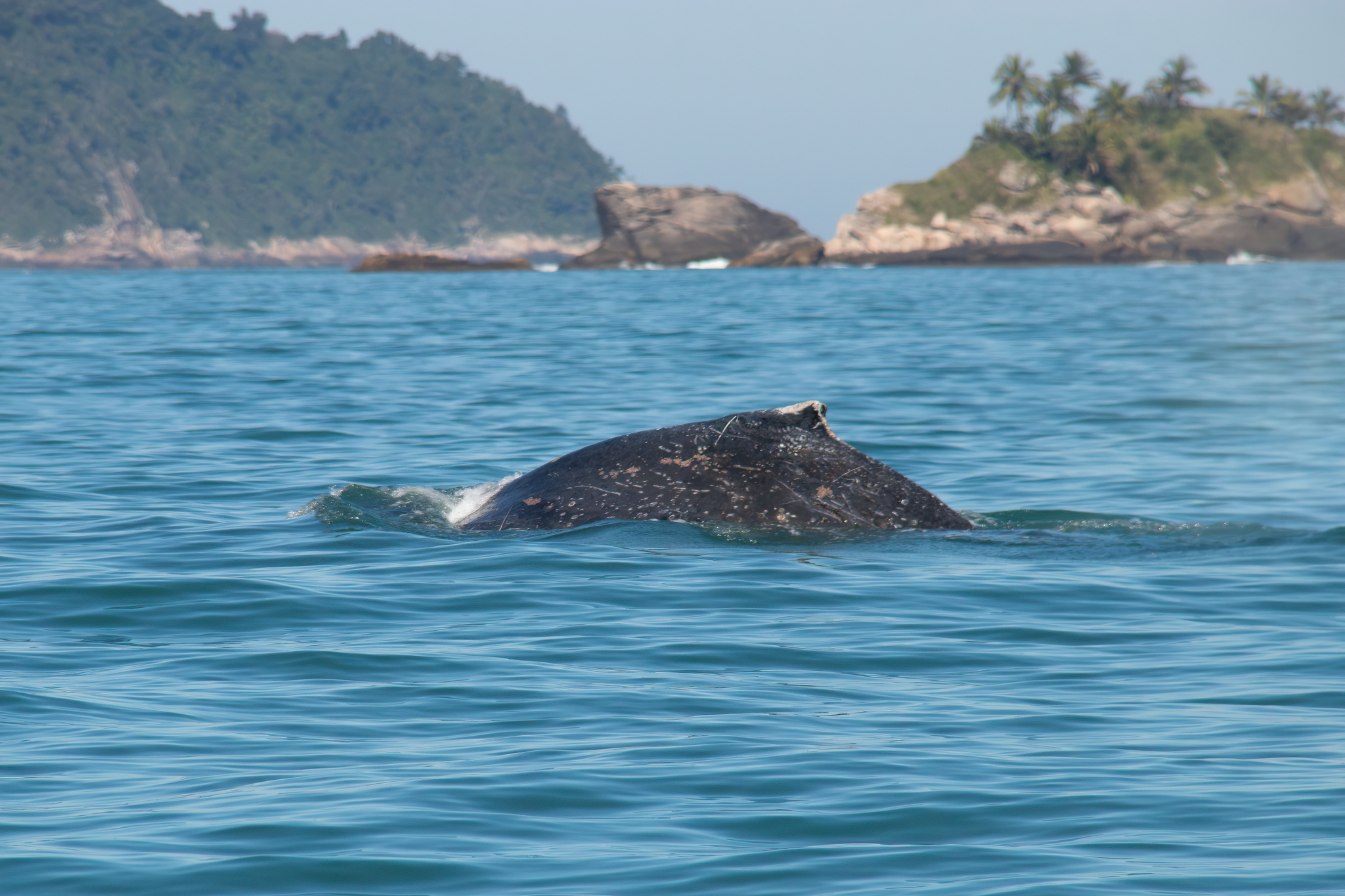 Megaptera novaeangliae