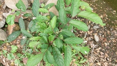 Glochidion acuminatum