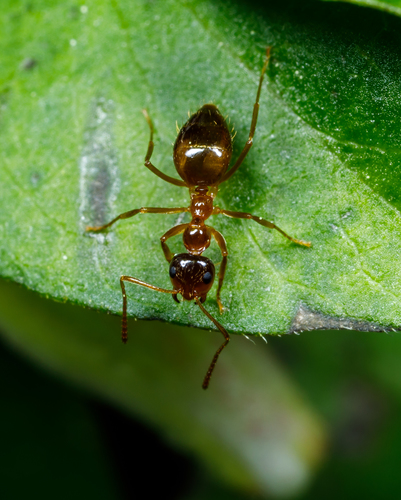 Small Honey Ant