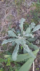 Verbascum undulatum