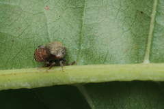 Membracidae