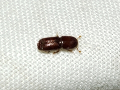 Ips grandicollis