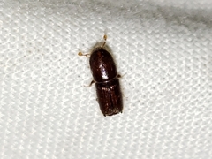 Ips grandicollis