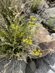 Cymopterus petraeus