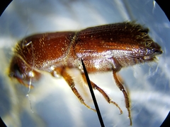 Ips grandicollis