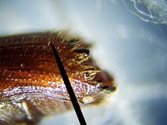 Ips grandicollis
