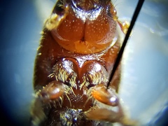 Ips grandicollis