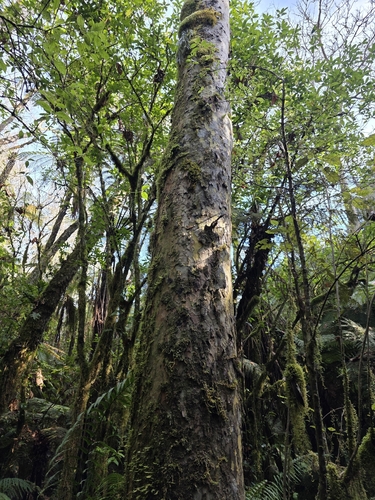 Platanus orientalis, photograph 5