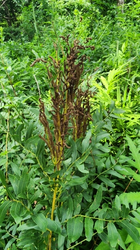 American Royal Fern