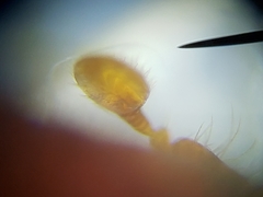 Ips grandicollis