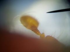 Ips grandicollis