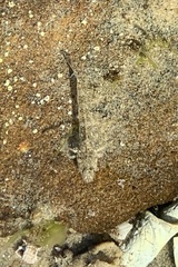 Platycephalidae
