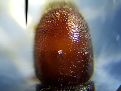 Ips grandicollis