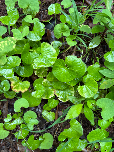 Centella asiatica observed 2026-07-22
