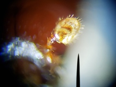 Ips grandicollis