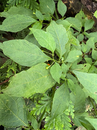 Tubocapsicum anomalum, photograph 2