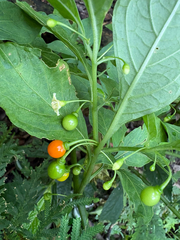 Tubocapsicum anomalum
