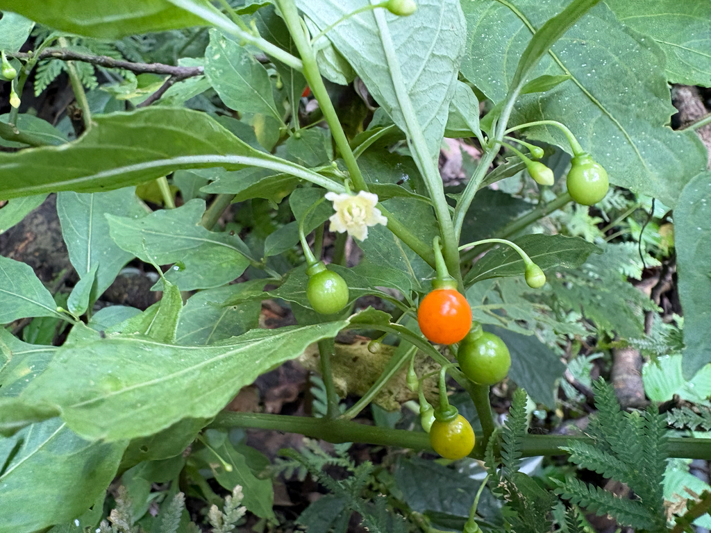 Tubocapsicum anomalum; photograph (c) 黃美滿, some rights reserved (CC BY)