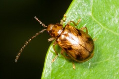 Metrioidea