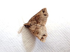 Lithilaria proestans