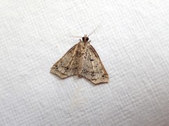 Lithilaria proestans