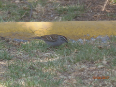 Spizella passerina