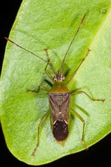 Amblypelta bilineata